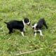 Boston terrier puppies
