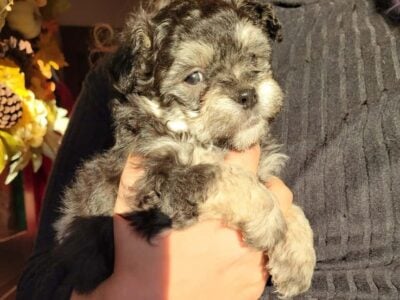 Shi-Tzu/Bichon/ Poodle Mix