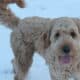 Scout —F1 Mini English Goldendoodle