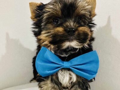 Yorkie Terrier