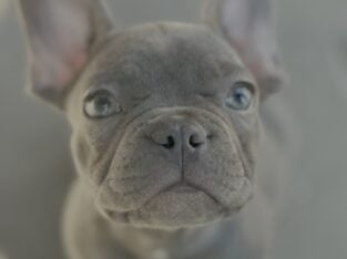 Frenchie puppies