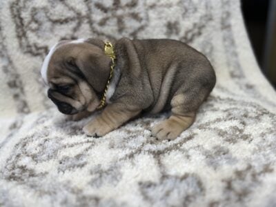 AKC English Bulldog Puppies for sale
