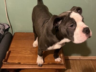 We are selling olde English bulldog puppy