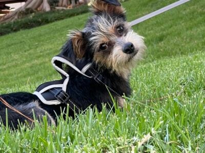 Abandoned dog