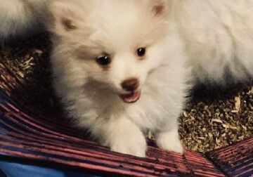 Pomimo Puppies