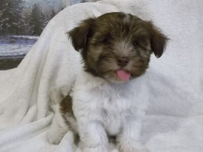 Havanese