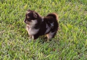 Female Pomeranian