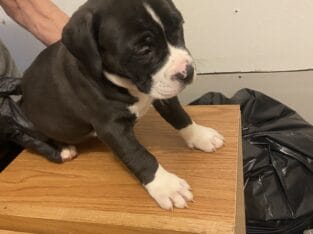 Bull mix puppies