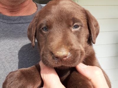 Chocolate Labrador retriever puppy