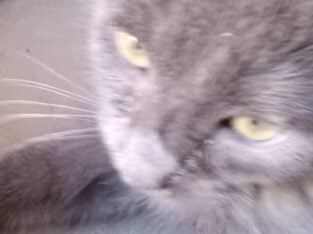 kitten for home