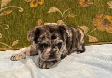 Aurora – female French bulldog