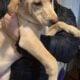 Belgian Malinois mixes