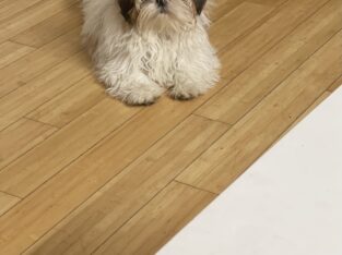 Shih Apso Male