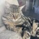 Half Bangal boy kitten NOT FIXED