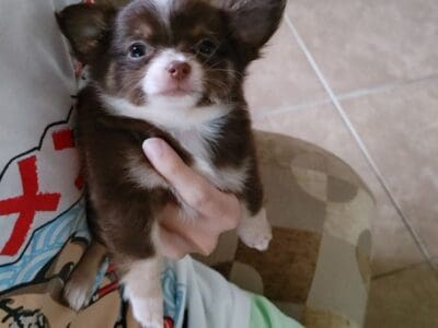 Chihuahua Puppies