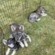 Spring Lowcontent Wolfdog Litter in MN