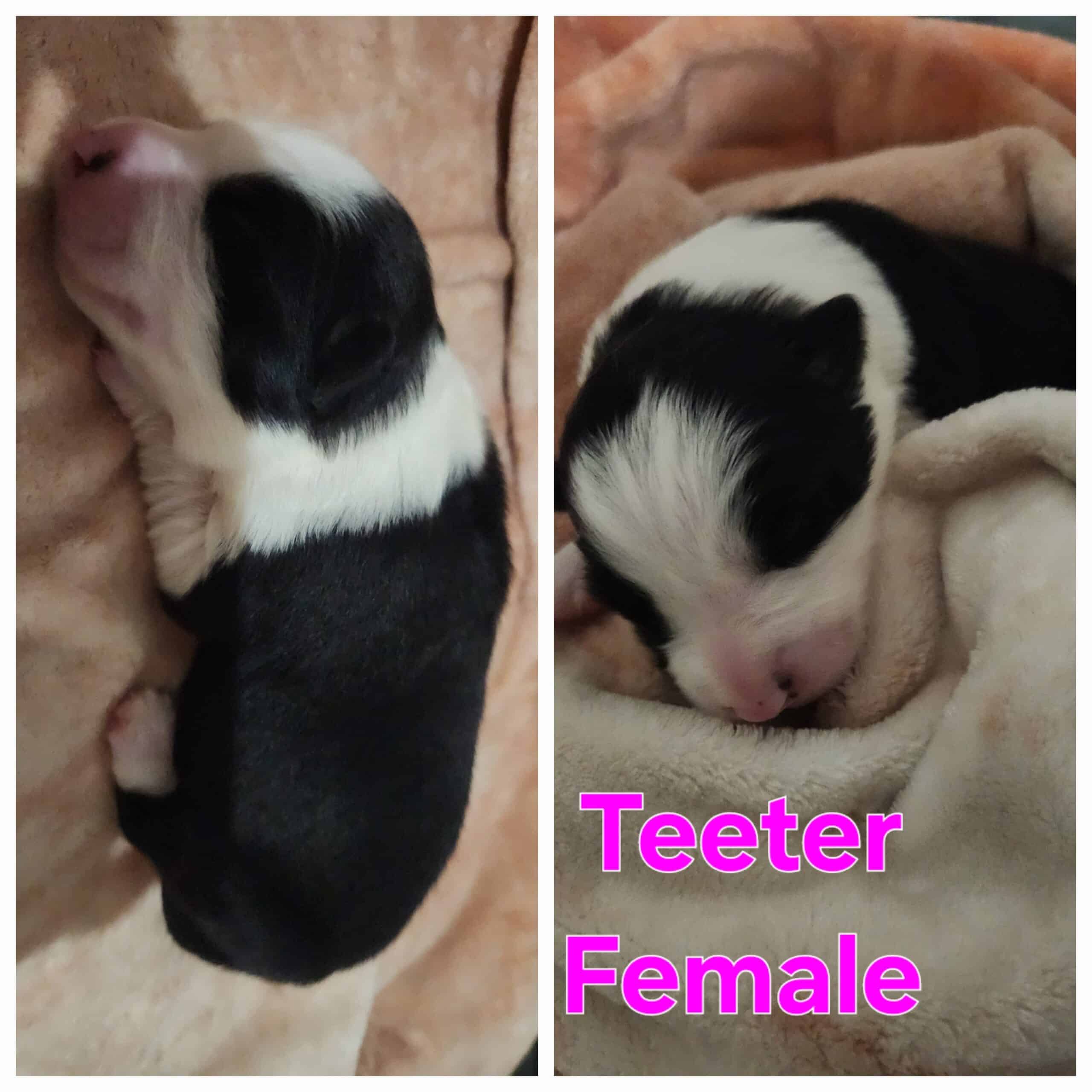 AKC Border Collie Puppies