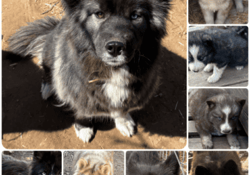Breeder rehoming