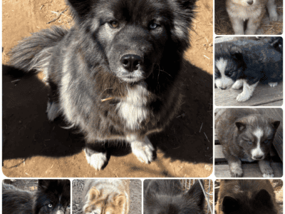 Breeder rehoming