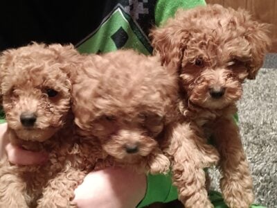 Christmas puppies