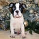 Boston Terrier Puppies, AKC Registered