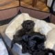 Shih Tzu Pups Available after March 3rd