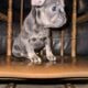 Frechie puppies