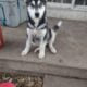 Siberian husky