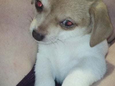 Chihuahua puppies