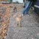 Puppies