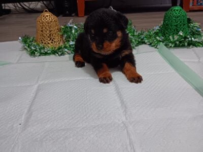 AKC registered Rottweiler puppies for sale.