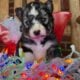 Kimonos puppies