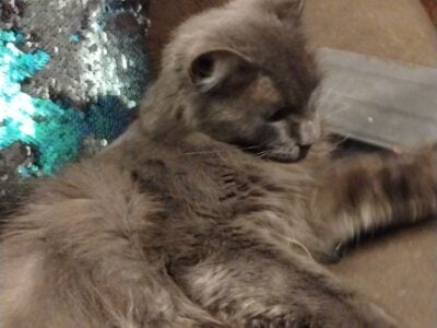 Nebulung Kitten