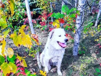 Great Pyrenees