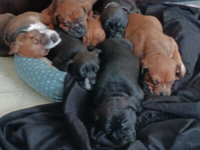 Pitbull/ blue tick pups
