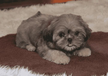 shihTzu puppies
