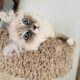Hypoallergenic Siberian kittens with blue eyes