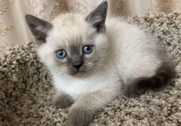 Scottish straight kitten