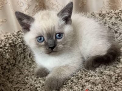 Scottish straight kitten