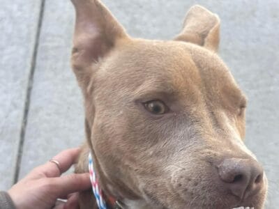 Adopt Felicity