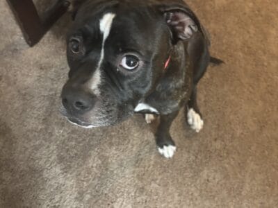 Lonely Luna needs a new home
