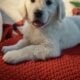 English Cream Golden Retriever