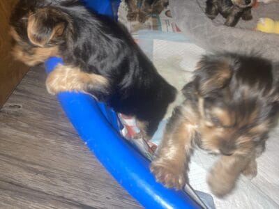 Yorkshire Terrier puppies