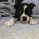 Boston terrier puppies getting ready for their for