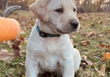 American Labrador puppies
