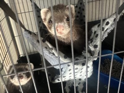 Ferrets for rehoming