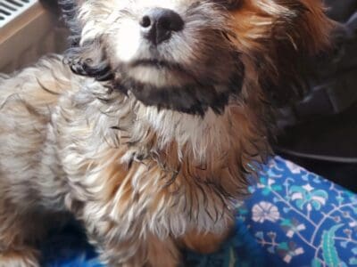 Puppy needs a home for the holidays