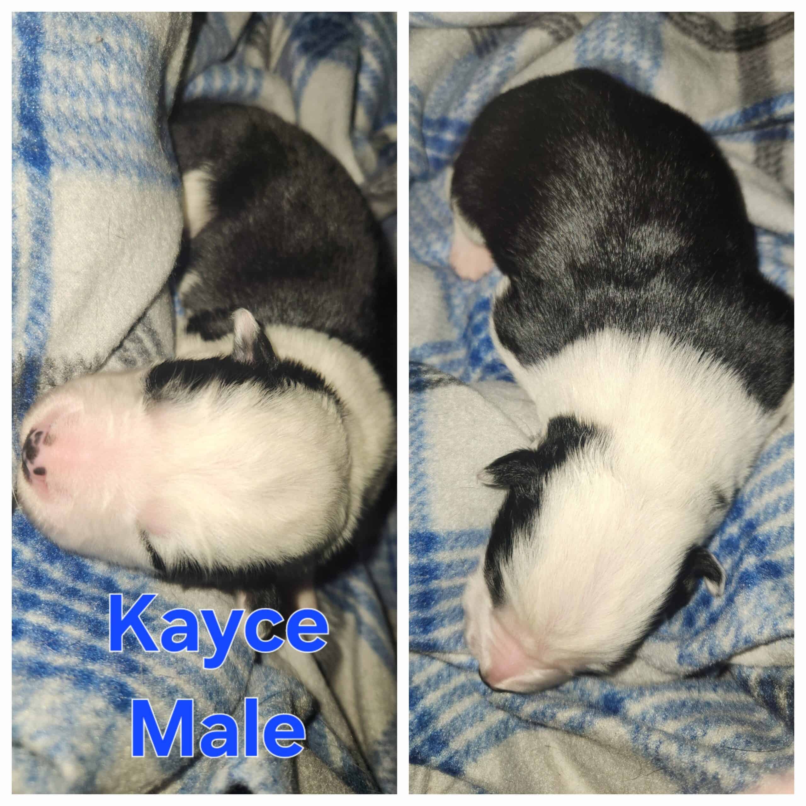 AKC Border Collie Puppies