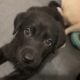 German Sheprador Puppies
