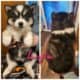 Siberian husky puppies